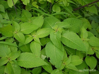 Strobilanthes callosus leaf10.jpg